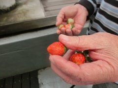 イチゴの収穫