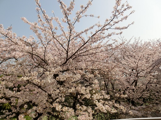 紅葉寮の桜