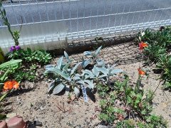 20230509_115703.jpg