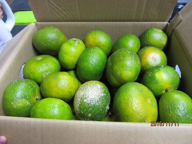 みかんが送られてきました。