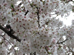 4月になりました