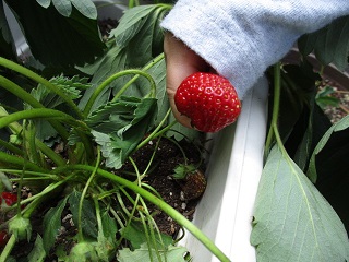 strawberry58.jpg