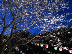 かおりの夜桜