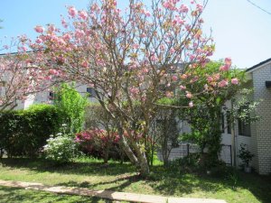 中庭で花見（医療院）