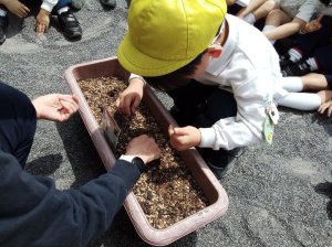 5月のしろばら組☆彡☆彡