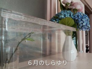 6月のしらゆり組