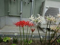 ファイル 359-2.jpg