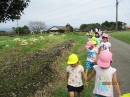 元気です（ばら組）