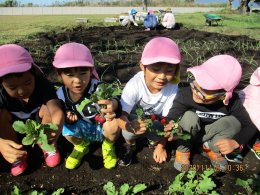 ラディッシュの収穫