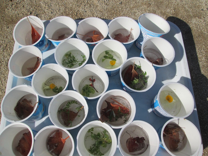 たんぽぽ組（氷作り）