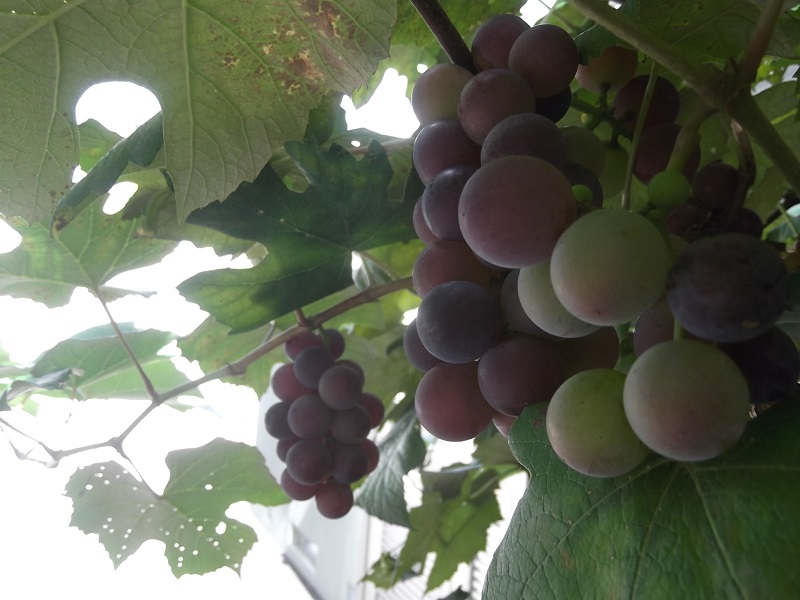 ファイル 131-5.jpg