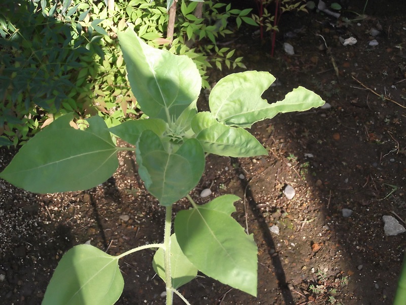 ファイル 88-1.jpg