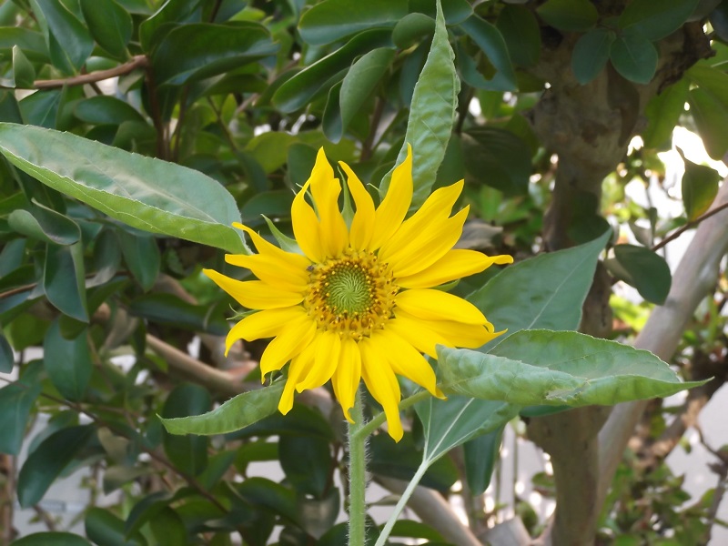 ファイル 88-2.jpg