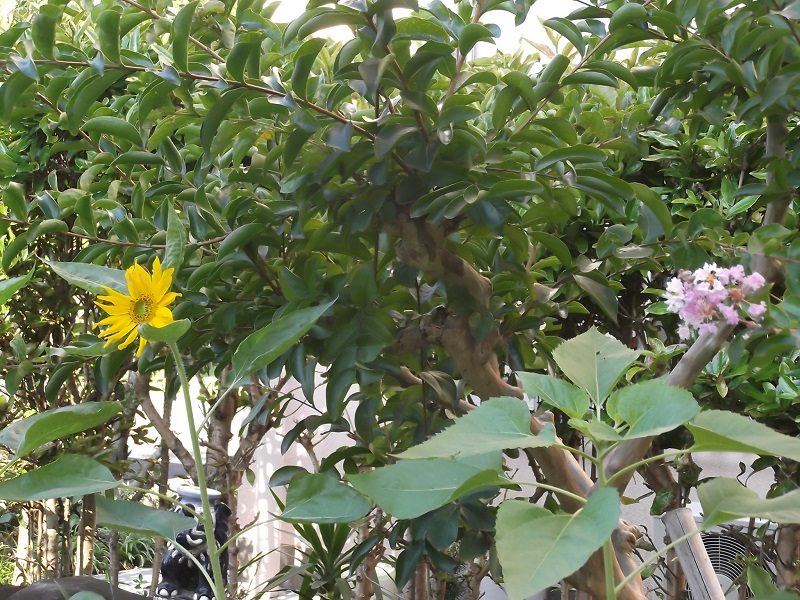 ファイル 88-3.jpg