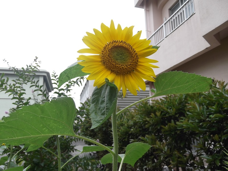 ファイル 91-2.jpg