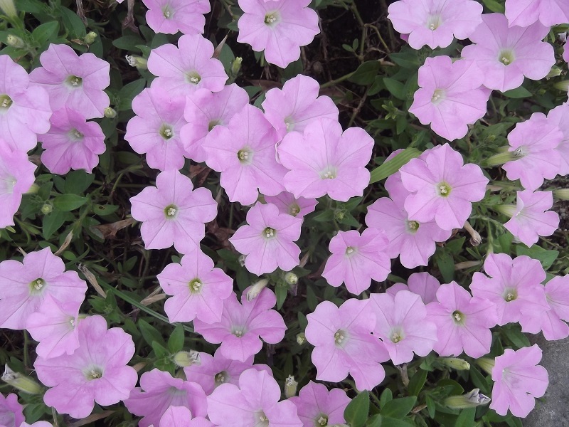 ファイル 91-4.jpg